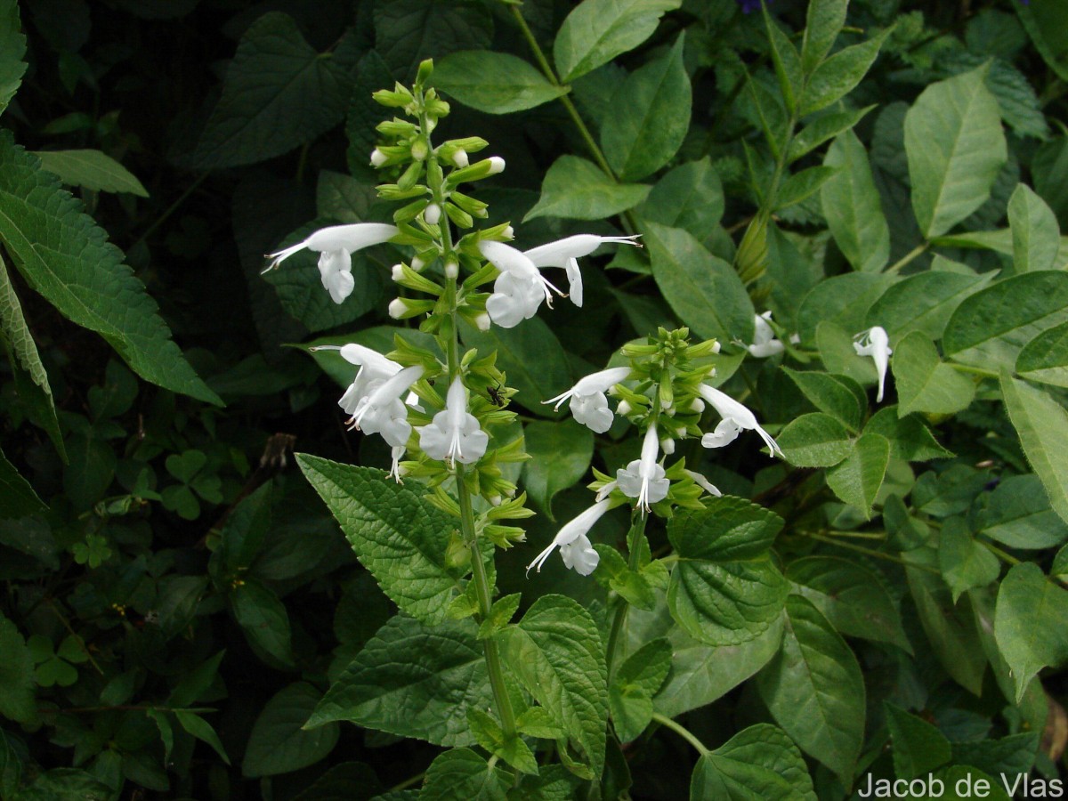 Salvia coccinea Buc'hoz ex Etl.